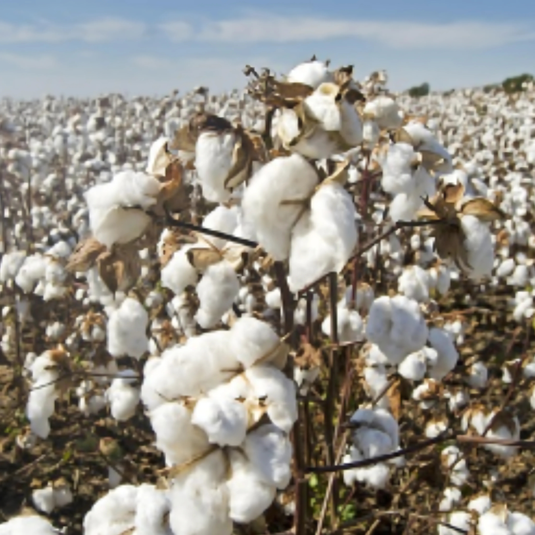 champs de coton Français issu de l'agriculture biologique française